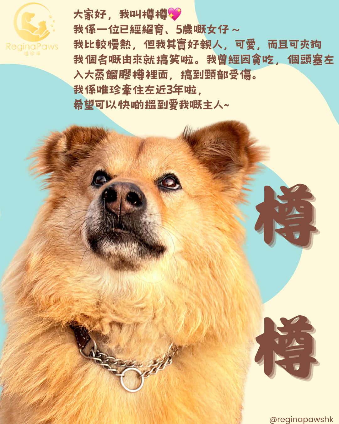 樽樽